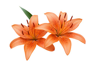 Two vibrant orange lilies with dark spots and a green leaf on a black background