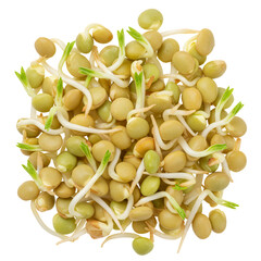 Sprouting Green Lentils Close up of Freshly Sprouted Seeds