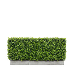 A neatly trimmed green hedge sits atop a concrete base isolated on transparent background