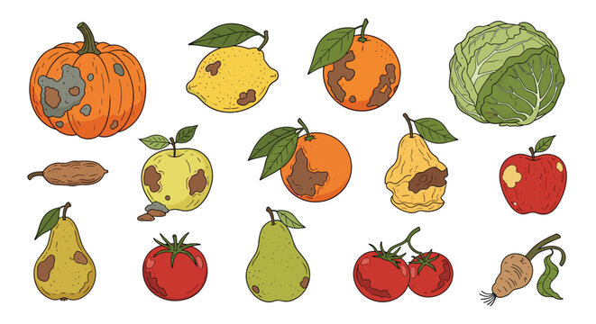 Collection of spoiled fruits and vegetables showing signs of decay and rot illustrating food waste