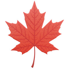 Vivid Red Maple Leaf Exhibiting Intricate Veins Isolated on Black Background
