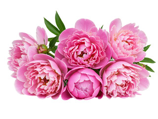 A beautiful cluster of vibrant pink peonies with green leaves isolated on transparent background