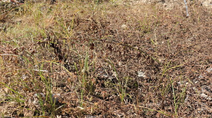 Dead grass turns brown due to herbicide spraying
