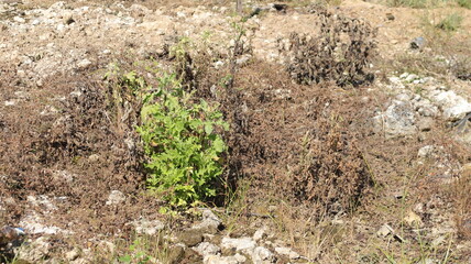 Fresh and green god leaf plants in the middle of dead grass due to herbicide spray