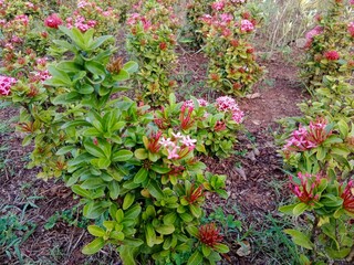 A garden filled with blooming pink Ixora flowers and lush green leaves growing in neat rows on earthy ground.