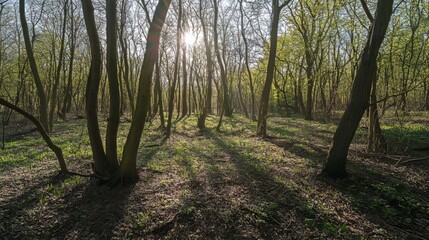 Naklejka premium Silent forest in spring with bright sun rays peeking through the trees