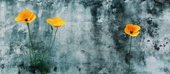 Resilient Blossoms: Golden Poppies Against an Aged Concrete Wall Embrace Nature