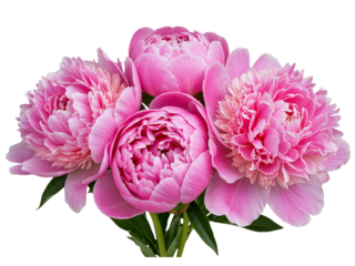 A bouquet of five pink peony flowers with green leaves isolated on transparent background
