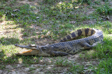 The thai crocodile rest on the garden