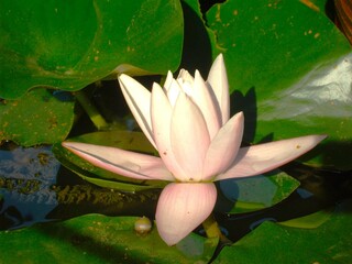 A pink water lily has bloomed, surrounded by green round leaves in a pond.