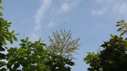 Longan flowers bloom profusely, cloudy blue sky background