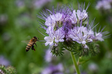 Bees collect nectar and pollen from phacelia flowers.