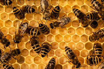 Bees look after the larvae. They feed them and blow air into them.