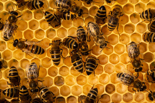 Bees look after the larvae. They feed them and blow air into them. - Powered by Adobe