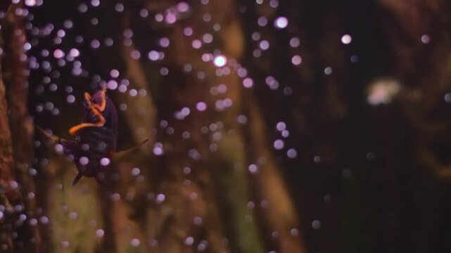 A vibrant Chromodoris quadricolor nudibranch gracefully moves through an aquarium setting, showcasing its intricate details.