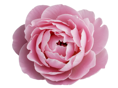 Close up of a soft pink rose bloom with delicate petals and intricate swirling layers isolated on transparent background