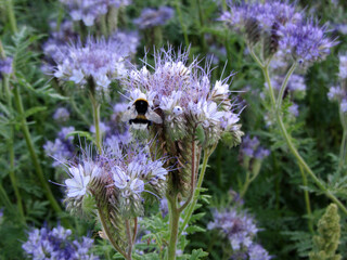 A bumblebee collects nectar from the super-honey plant, Phacelia. 