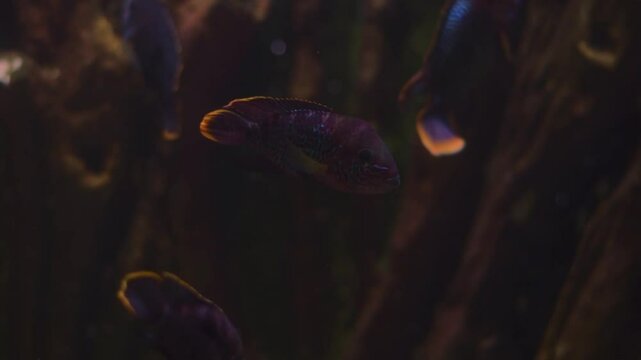 Dark purple fish swimming in an aquarium, possibly in India.  The image offers a unique underwater perspective.