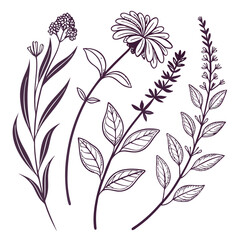 Floral line art illustrations collection