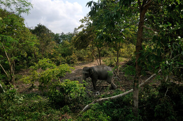 A young elephant walking at lush forest in Hat Yai, Thailand. 