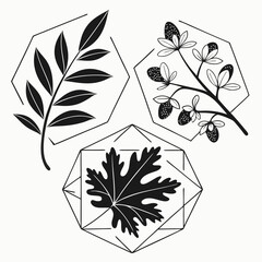 Geometric botanical illustrations