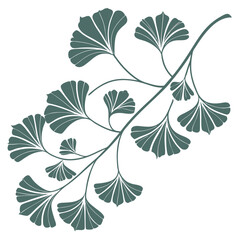 Ginkgo biloba branch graphic illustration