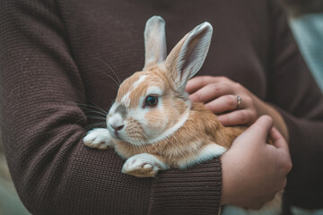 Person holding cute pet bunny in arms. Symbol of animal care and gentle companionship