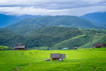 Group of travellers in a natural green terraced rice fields at Pa Bong Piang rice fields, Mae Chaem, Doi Inthanon, Chiang Mai, Thailand.