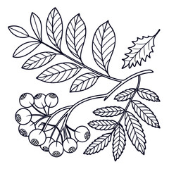 Line art branch with leaves and berries