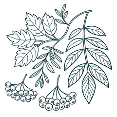 Line art foliage and berries graphic design