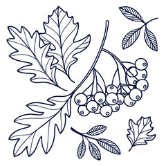 Line art leaves and berries