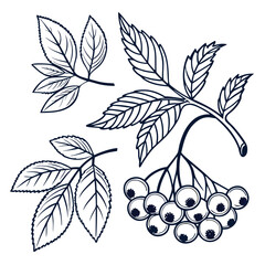 Line art leaves berries branch illustration
