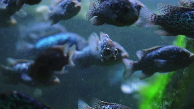 A school of Apistogramma agassizii swims in a densely planted aquarium.