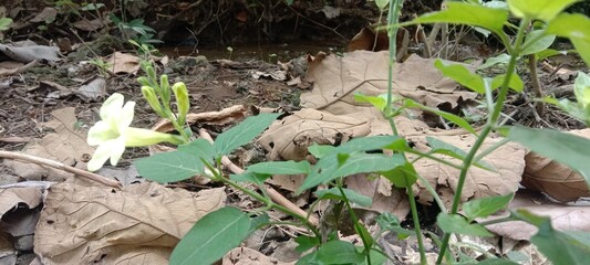 white flowers with dry leaves in the forest 