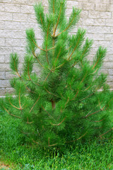 christmas tree branches