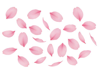 Scattered delicate pink cherry blossom petals floating in the air isolated on transparent background