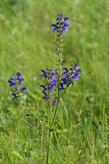 Meadow grasses on fossil atolls in Ukraine