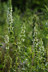 Meadow grasses on fossil atolls in Ukraine