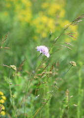 Meadow grasses on fossil atolls in Ukraine