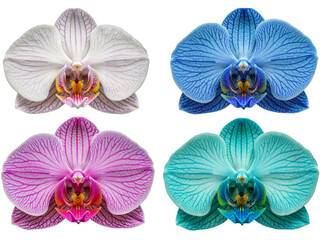 Obraz premium Four colorful orchid flowers white blue pink and turquoise isolated on transparent background