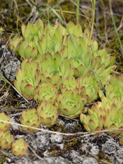 Meadow grasses on fossil atolls in Ukraine