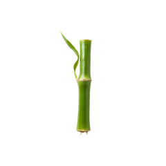 Fototapeta premium Single Green Bamboo Shoot with Sprouting Leaf on Transparent Background