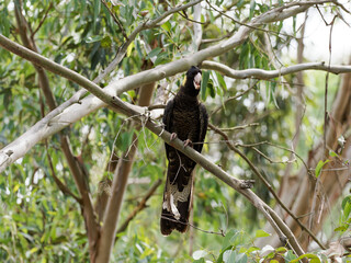 Yellow-tailed Black Cockatoo (Zanda funerea) perched on a branch with green leaves and bush background