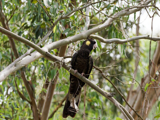 Yellow-tailed Black Cockatoo (Zanda funerea) perched on a branch with green leaves and bush background