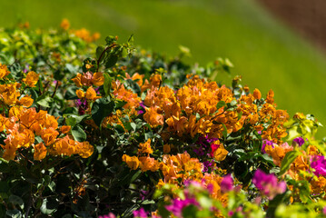 Detail of bougainvillea flowers in orange and fuchsia tones in a sunlit garden. The image features vibrant tropical foliage, ideal to represent nature, color, and warm climate.