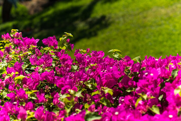 Close-up of bright fuchsia bougainvillea flowers in a tropical garden, illuminated by sunlight. A colorful and natural scene highlighting the beauty of ornamental flora.