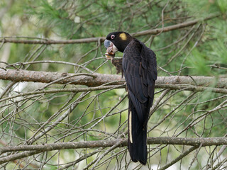 Yellow-tailed Black Cockatoo (Zanda funerea) perched on a branch eating a fruit picked from the tree.