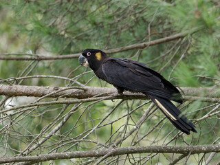 Yellow-tailed Black Cockatoo (Zanda funerea) perched on a branch with green leaves and bush background