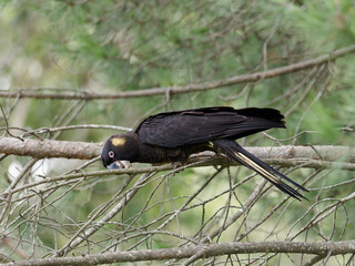 Yellow-tailed Black Cockatoo (Zanda funerea) planking on a branch.