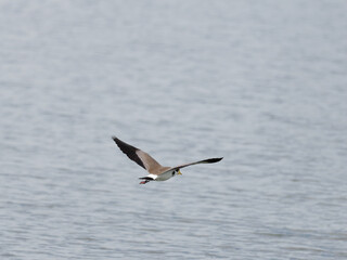 Masked Lapwing (Vanellus miles) flying over water photographed looking down from behind.
